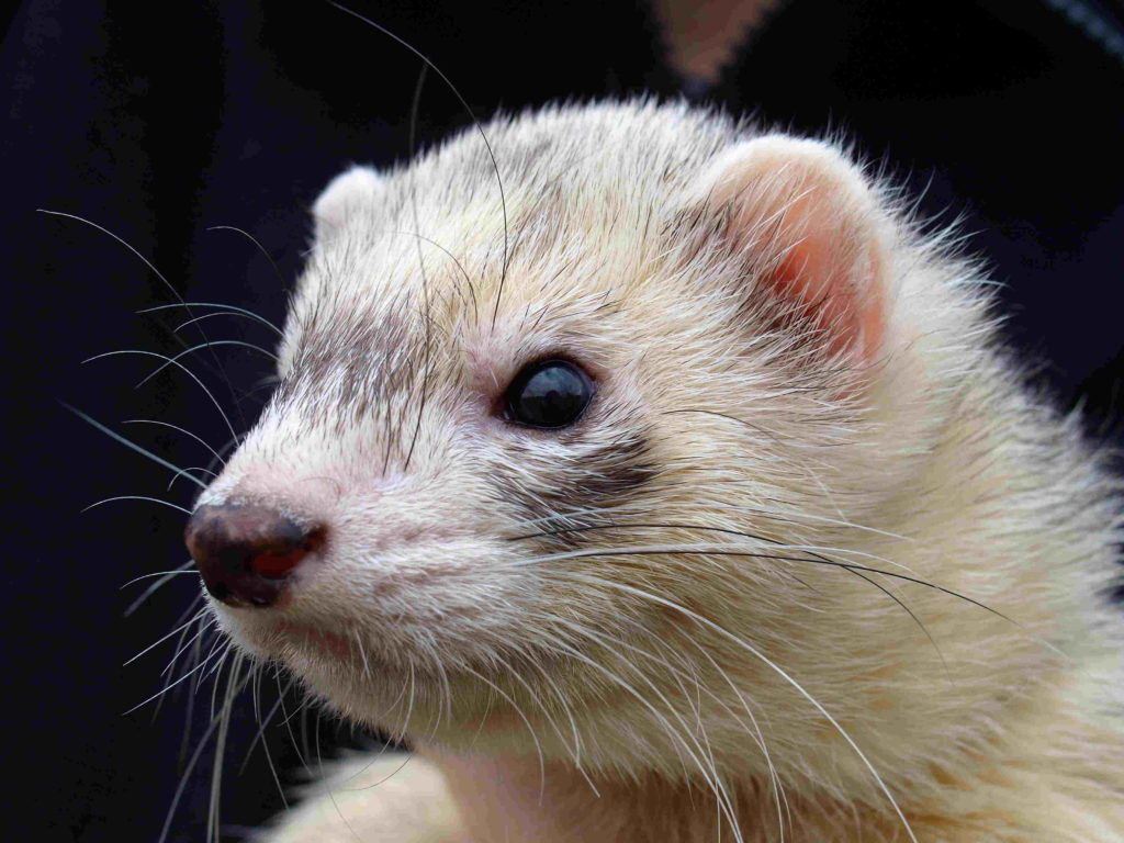 Survey Ferret